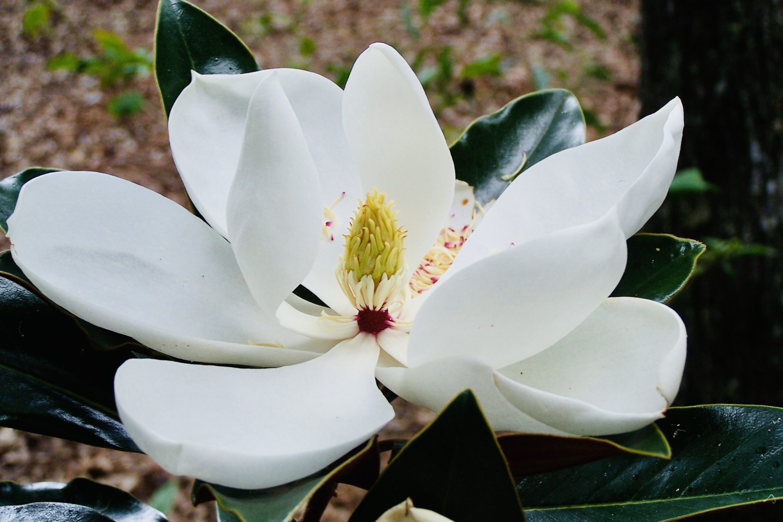 Blossoming